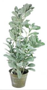 Potted Lambs Ear