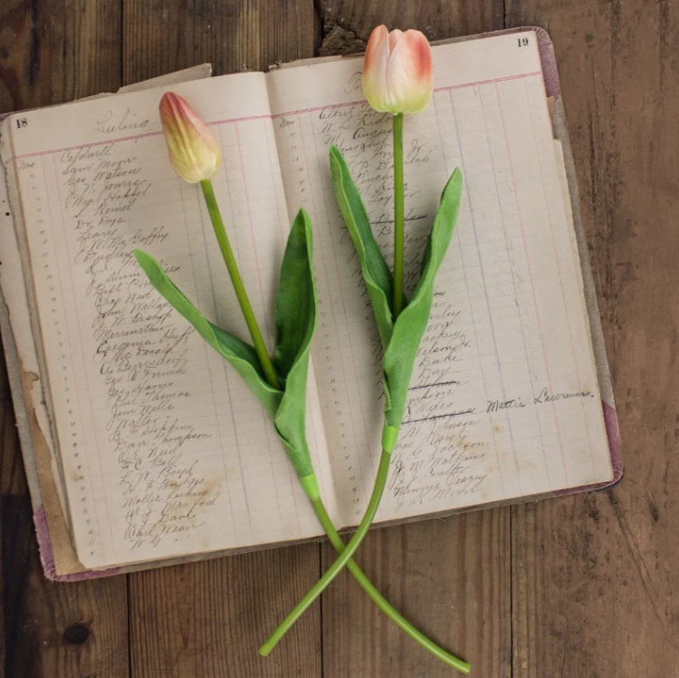 Single Large Tulip Stems