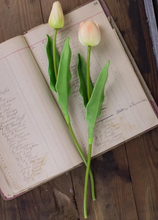 Load image into Gallery viewer, Single Large Tulip Stems
